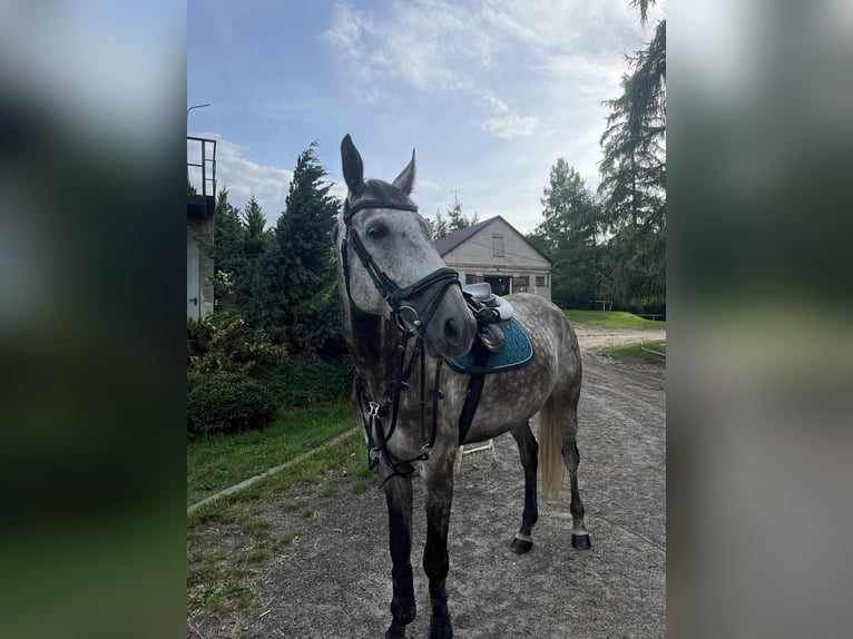 Malopolski Caballo castrado 9 años 165 cm Tordo in Zawiercie