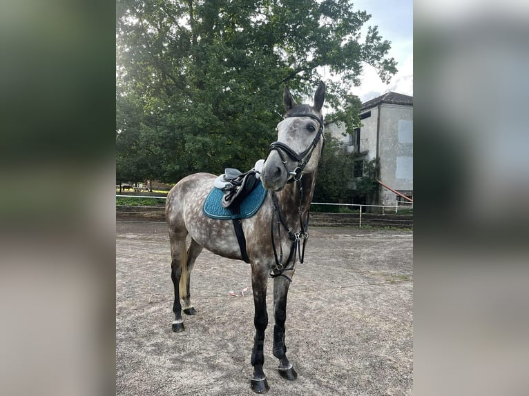 Malopolski Caballo castrado 9 años 165 cm Tordo in Zawiercie