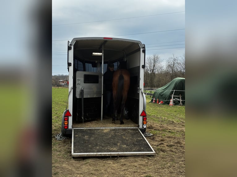 Malopolski Étalon 1 Année 155 cm Bai in Nisko
