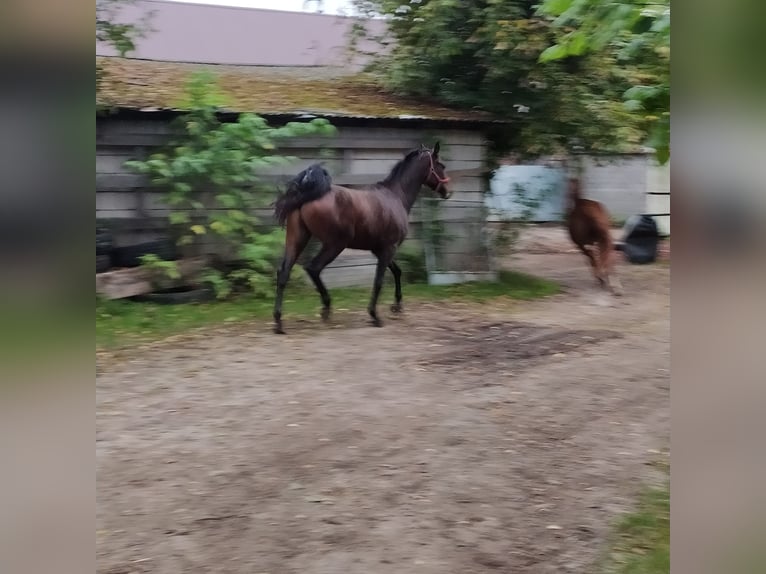 Malopolski Étalon 3 Ans 162 cm Bai in Chodów