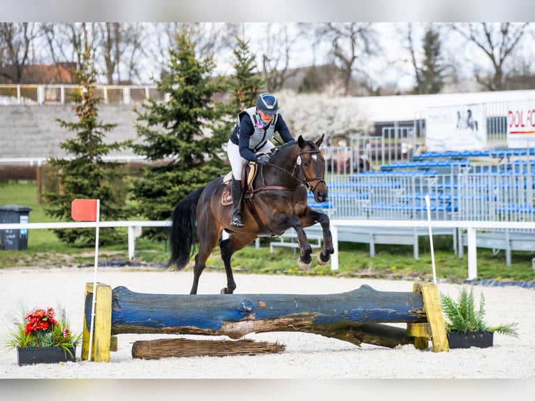 Malopolski Étalon 6 Ans 164 cm Bai brun in Sitno