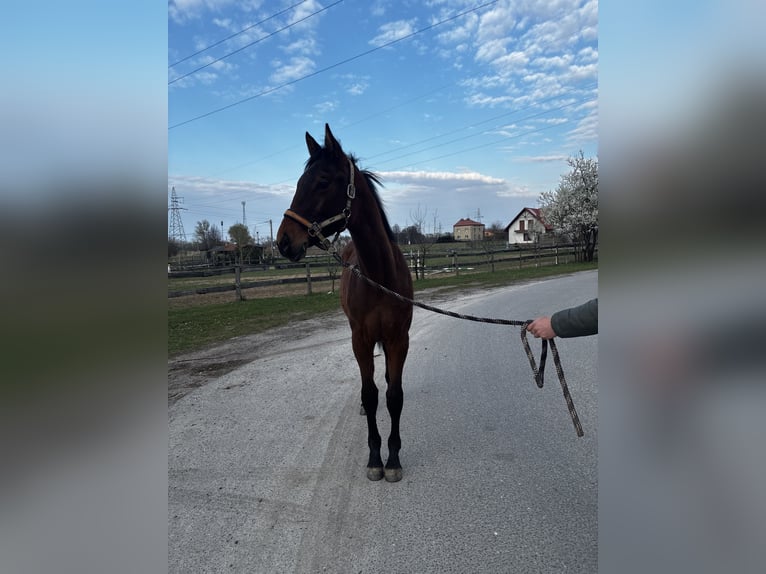 Malopolski Hengst 1 Jaar 155 cm Bruin in Nisko