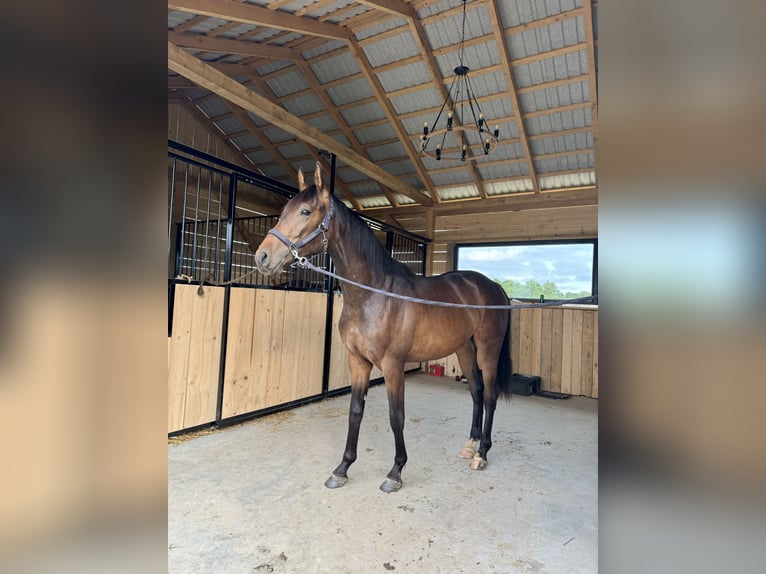 Malopolski Hengst 2 Jaar 157 cm Roodbruin in Tarn&#xF3;w