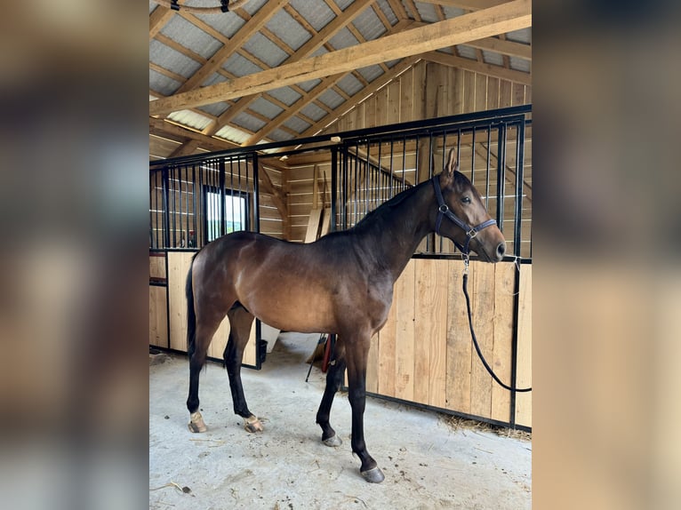 Malopolski Hengst 2 Jaar 157 cm Roodbruin in Tarn&#xF3;w