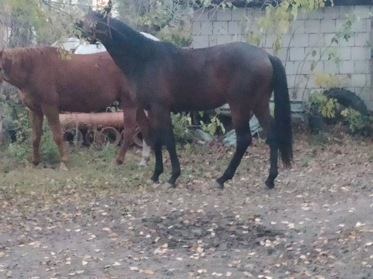 Malopolski Hengst 2 Jaar 162 cm Bruin in Chodów