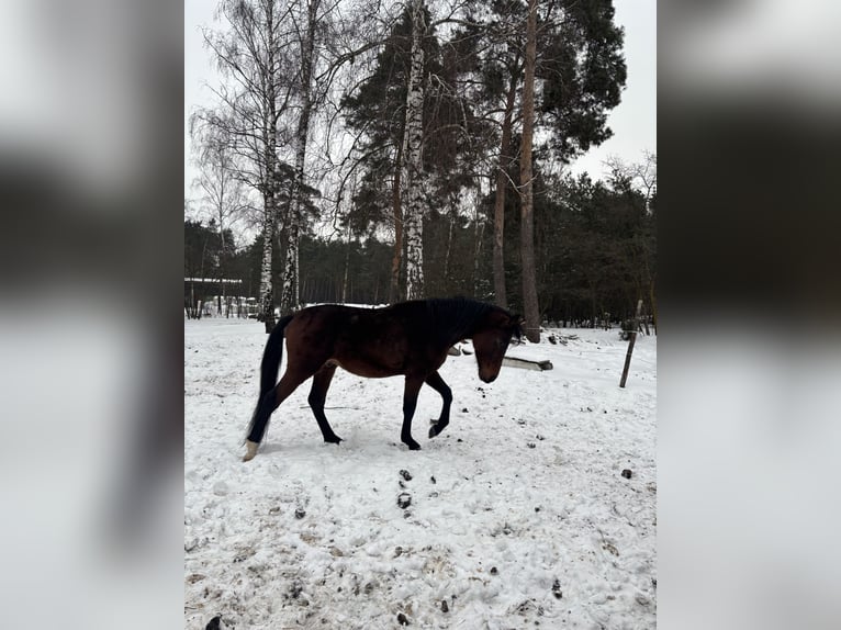Malopolski Hengst 4 Jaar 168 cm Bruin in Górki Borze