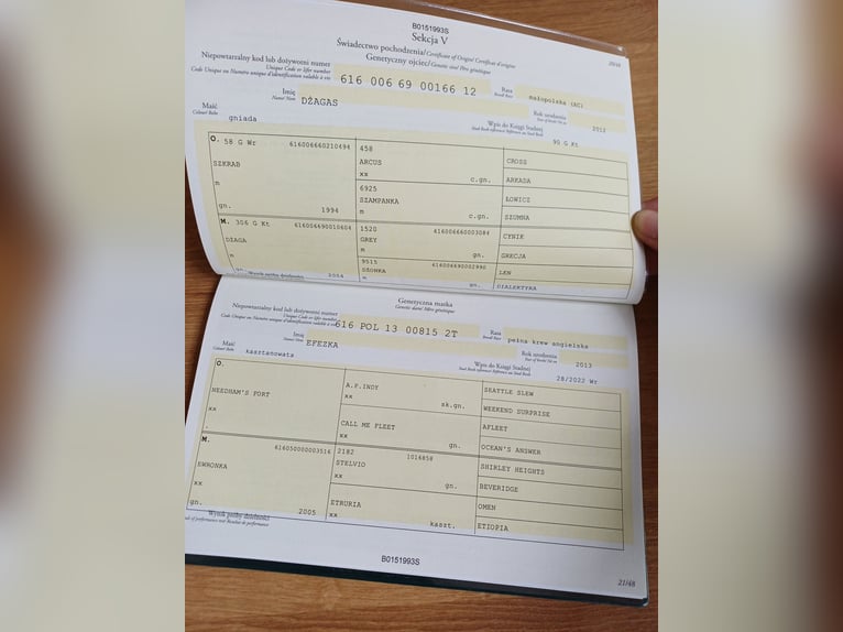 Malopolski Hengst 5 Jaar Bruin in Izbica