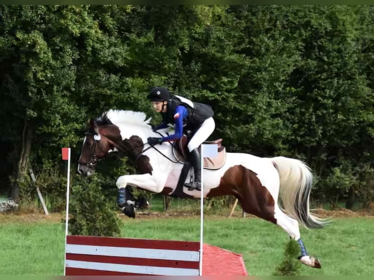 Malopolski Hengst 8 Jaar Gevlekt-paard in Grobice