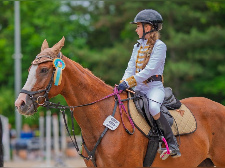 Malopolski Hongre 10 Ans 165 cm Alezan in Konary