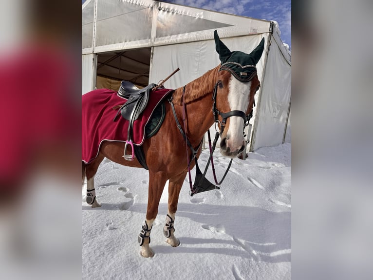 Malopolski Hongre 10 Ans 165 cm Alezan in Konary