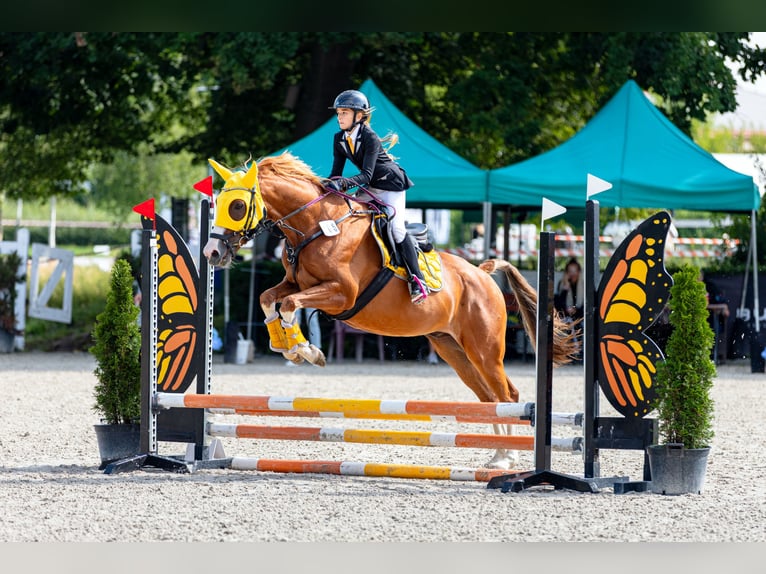 Malopolski Hongre 10 Ans 165 cm Alezan in Konary