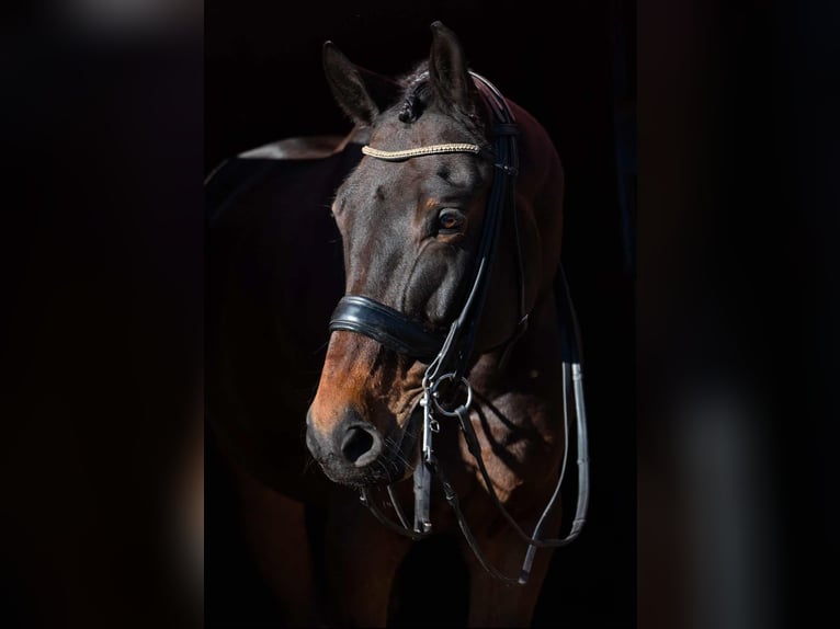 Malopolski Hongre 10 Ans 175 cm Bai cerise in sOSNOWIEC