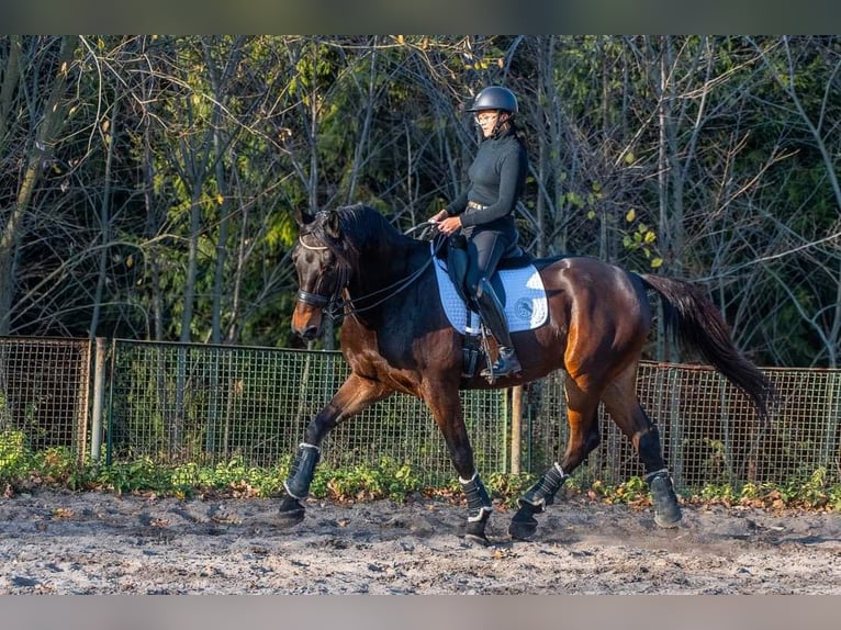Malopolski Hongre 10 Ans 175 cm Bai cerise in sOSNOWIEC