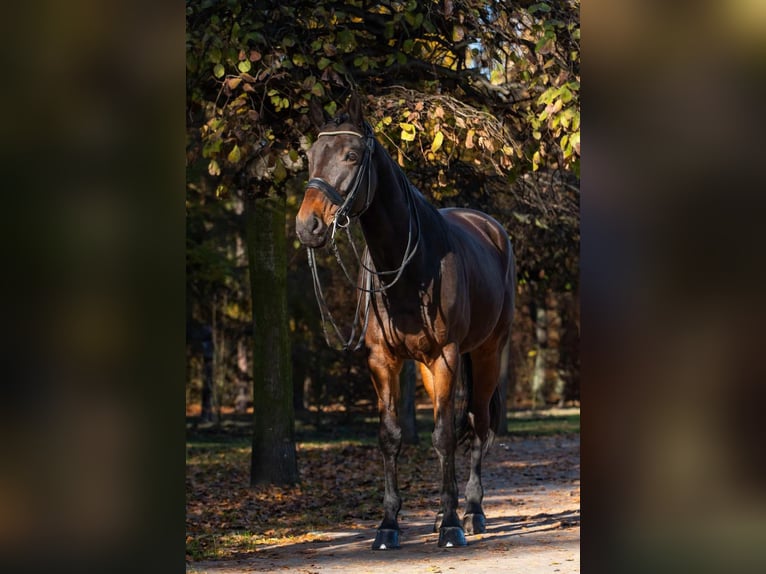 Malopolski Hongre 10 Ans 175 cm Bai cerise in sOSNOWIEC