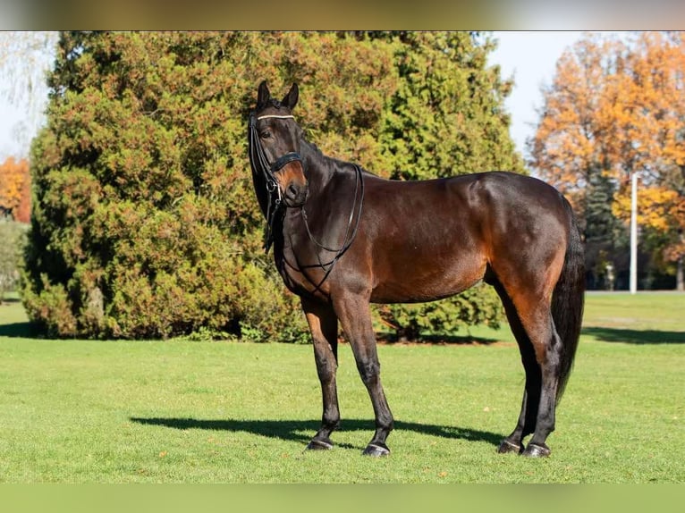 Malopolski Hongre 10 Ans 175 cm Bai cerise in sOSNOWIEC