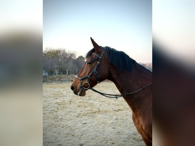 Malopolski Hongre 11 Ans 165 cm Bai cerise in Puck