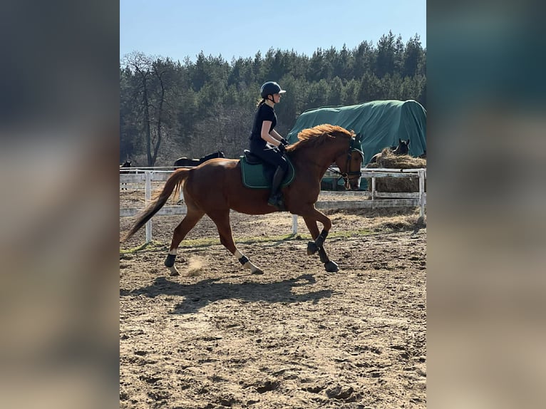 Malopolski Hongre 11 Ans 166 cm Alezan in Radawa