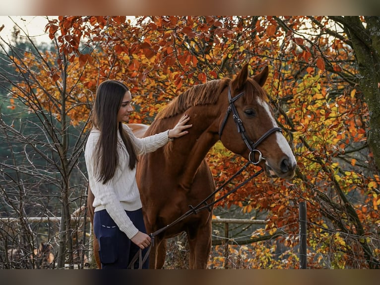 Malopolski Hongre 11 Ans 166 cm Alezan in Radawa