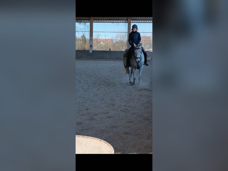 Malopolski Hongre 17 Ans 155 cm Gris moucheté in Augsburg