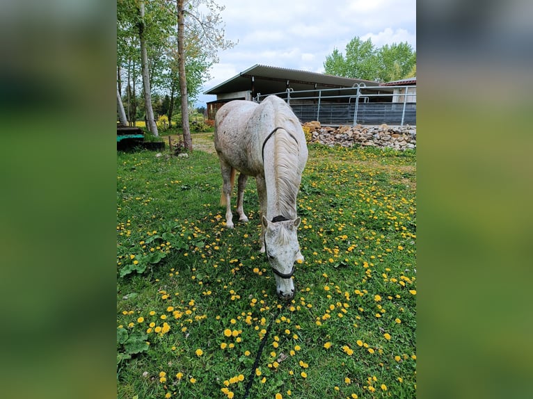 Malopolski Hongre 17 Ans 155 cm Gris moucheté in Augsburg