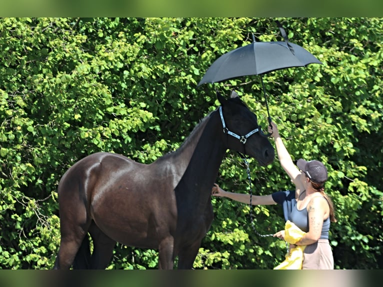 Malopolski Hongre 3 Ans 177 cm Noir in Santok