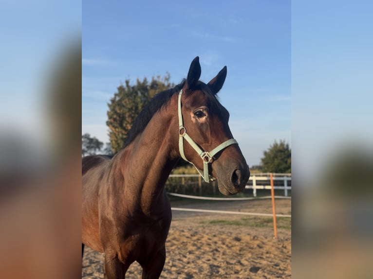 Malopolski Hongre 4 Ans 161 cm Bai in Kochowo