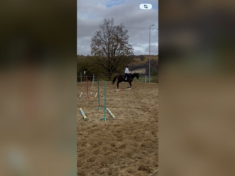 Malopolski Hongre 4 Ans  in Kolonia Batorz