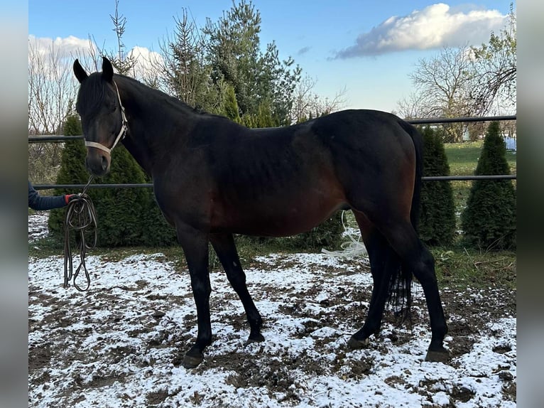 Malopolski Hongre 6 Ans 164 cm Bai brun in Spiczyn