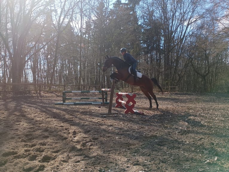 Malopolski Hongre 6 Ans 164 cm Bai in Görlitz