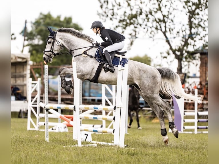 Malopolski Hongre 6 Ans 180 cm Gris in Garwolin