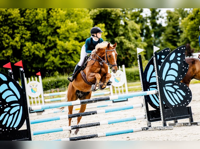 Malopolski Hongre 8 Ans 163 cm Alezan in Bielsko-Biała
