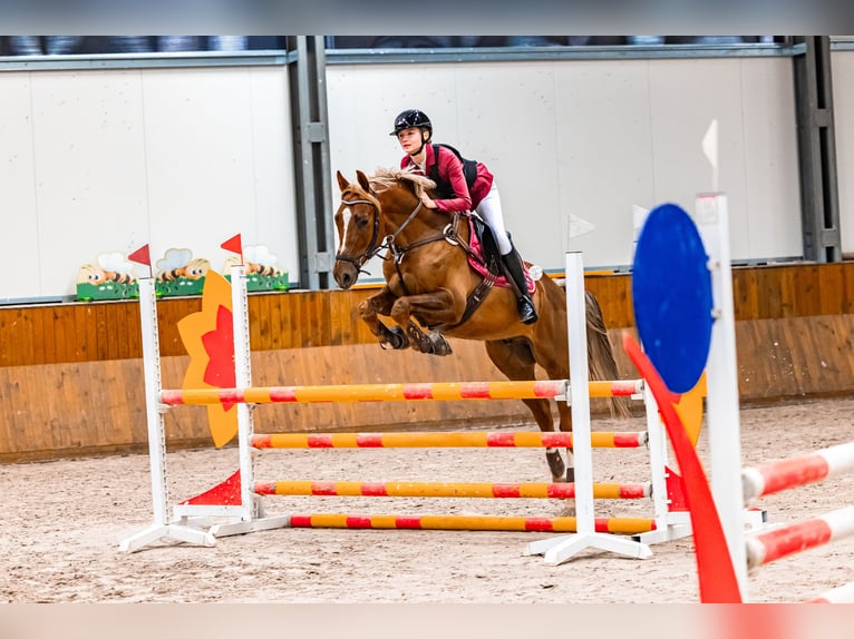 Malopolski Hongre 8 Ans 163 cm Alezan in Bielsko-Biała
