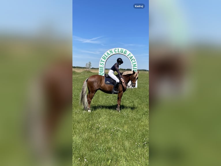 Malopolski Hongre 8 Ans 163 cm Alezan in Bielsko-Biała