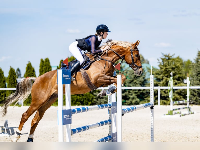 Malopolski Hongre 8 Ans 163 cm Alezan in Bielsko-Biała