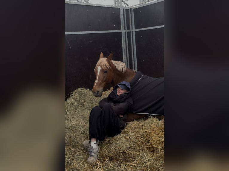 Malopolski Hongre 8 Ans 163 cm Alezan in Bielsko-Biała