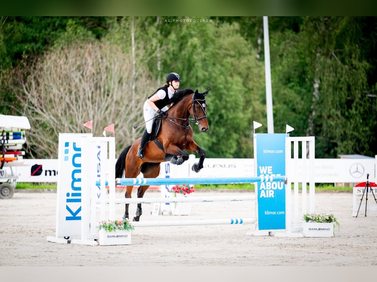 Malopolski Jument 12 Ans 173 cm Bai in Słupsk