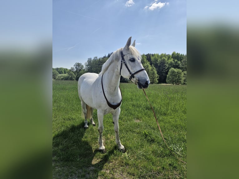 Malopolski Jument 13 Ans 153 cm Gris moucheté in Haibach