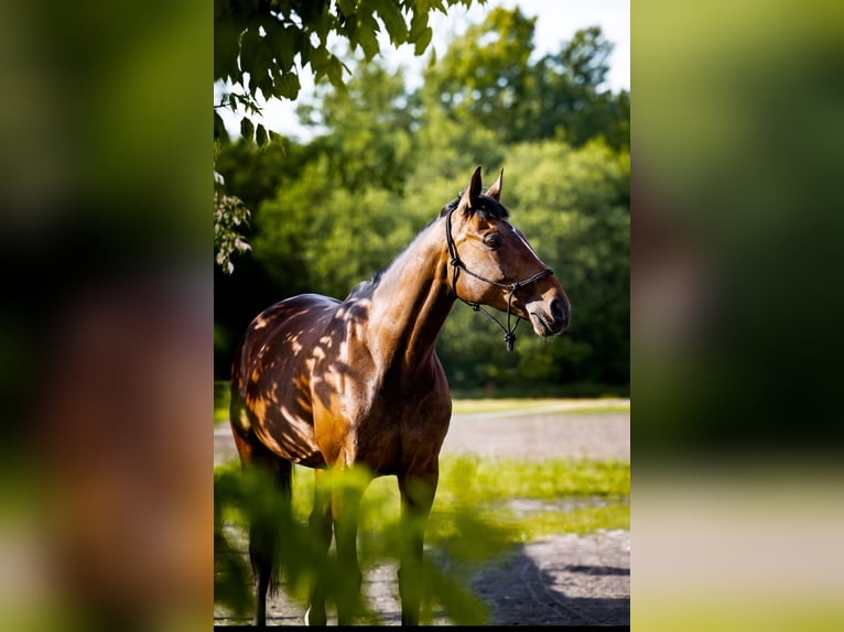 Malopolski Jument 13 Ans 163 cm Bai brun in Ruda Śląska