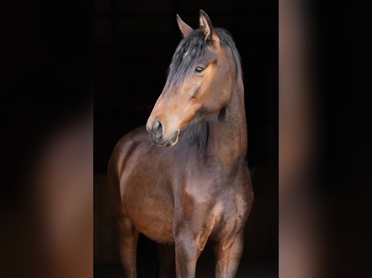 Malopolski Croisé Jument 2 Ans 153 cm Bai cerise in Grębów