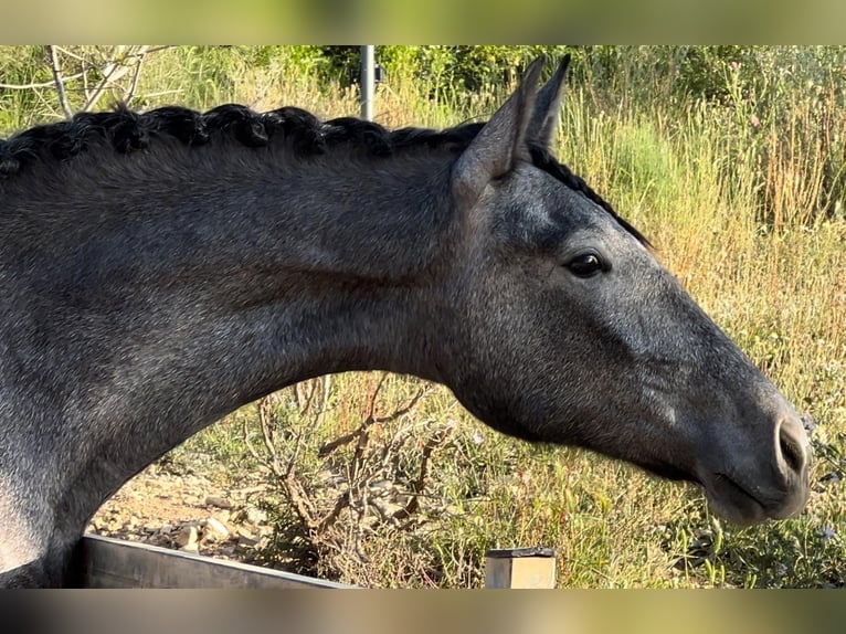 Malopolski Jument 2 Ans 165 cm Gris noir in Valencia