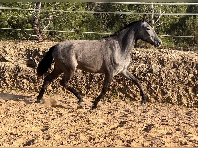 Malopolski Jument 2 Ans 165 cm Gris noir in Valencia