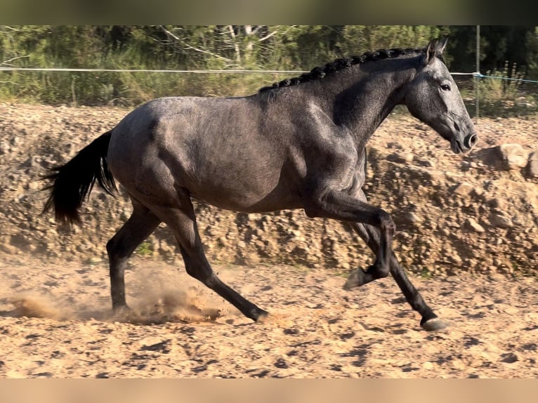 Malopolski Jument 2 Ans 165 cm Gris noir in Valencia