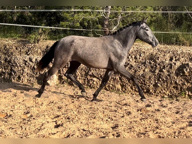 Malopolski Jument 2 Ans 165 cm Gris noir in Valencia
