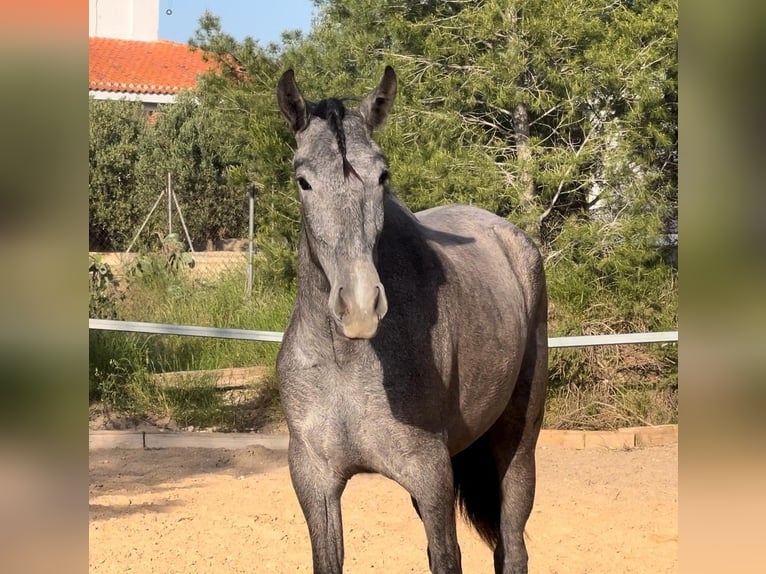 Malopolski Jument 2 Ans 165 cm Gris noir in Valencia