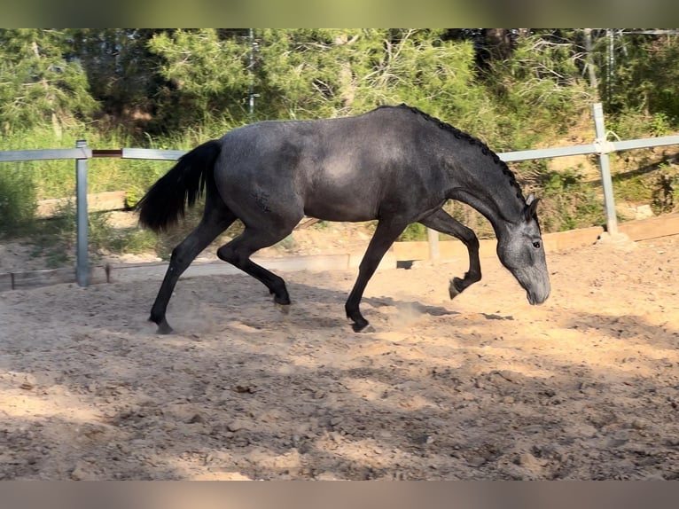 Malopolski Jument 2 Ans 165 cm Gris noir in Valencia
