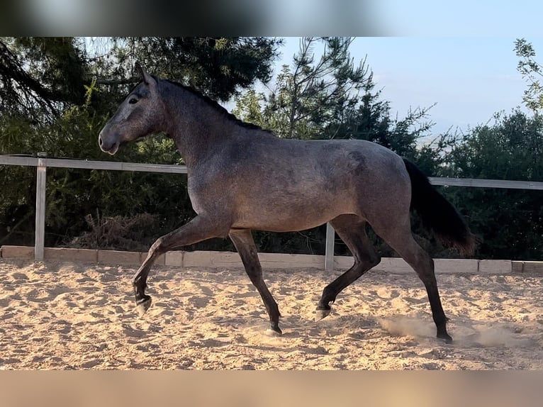 Malopolski Jument 2 Ans 165 cm Gris noir in Valencia