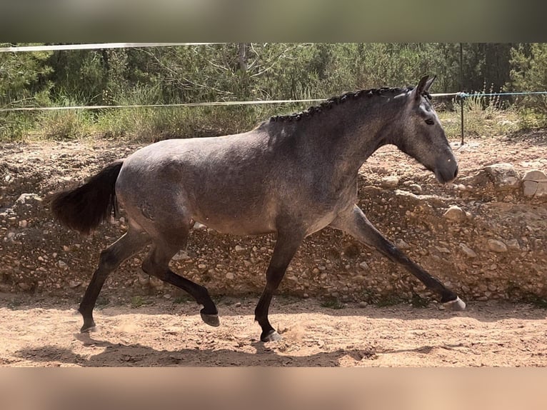 Malopolski Jument 2 Ans 165 cm Gris noir in Valencia