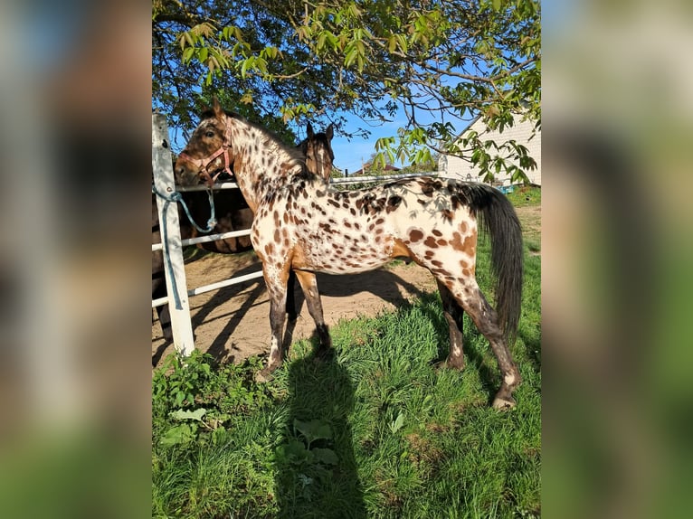 Malopolski Jument 2 Ans Léopard in Łoniów