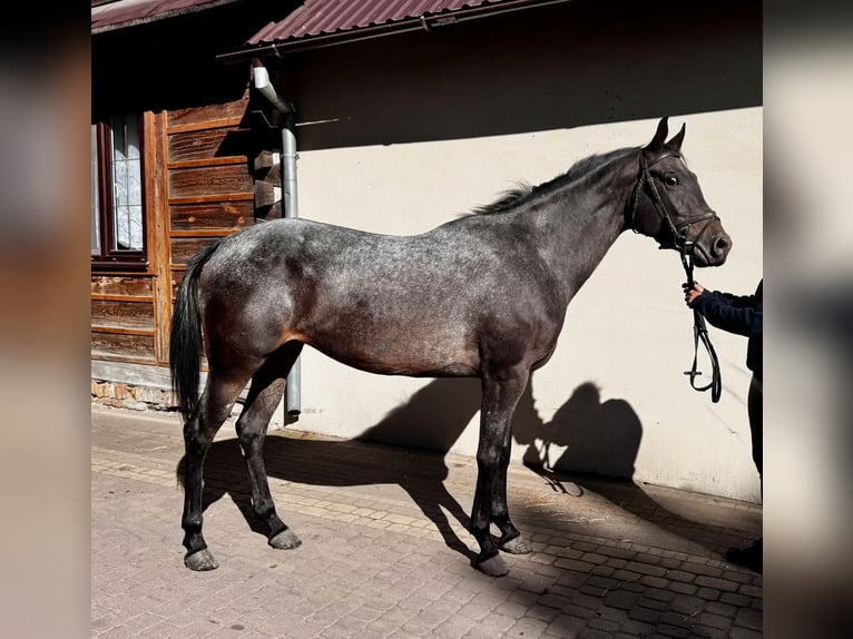 Malopolski Jument 3 Ans 157 cm Léopard in Hrubieszów