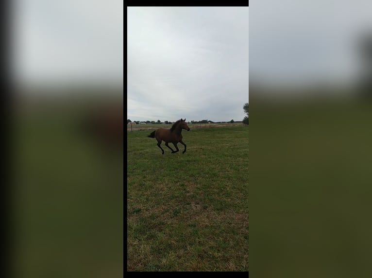 Malopolski Jument 3 Ans 162 cm Bai in Ortel Królewski Pierwszy